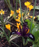 Crocus ancyrensis, Iris reticulata 'Pauline'