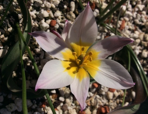 Tulipa cretica