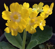 Primula auricula