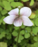 Viola palustris