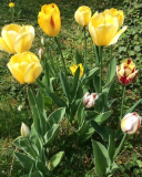 Tulipa Rembrandt Mix