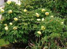 Paeonia 'High Noon'