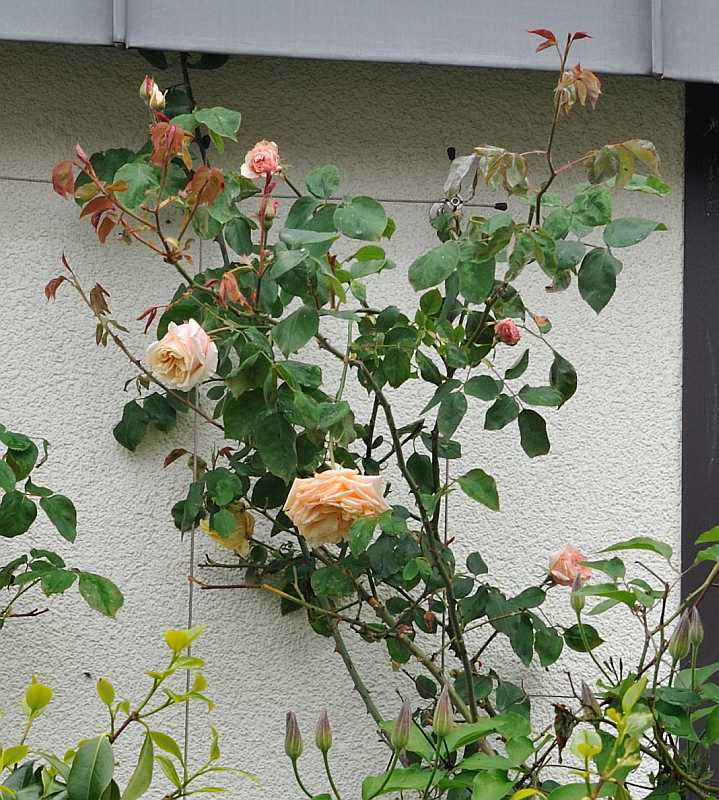 Rose 'Gloire de Dijon'