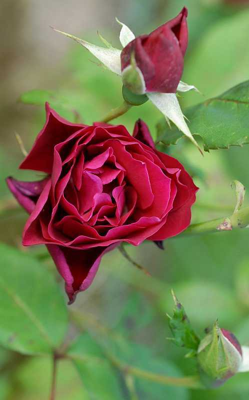 Rose Crimson Glory