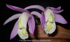 Pleione praecox