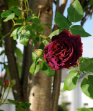 Rose 'Duke of Edinburgh' Blüte