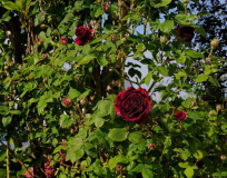 Rose 'Duke of Edinburgh'