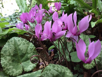 Cyclamen purpurascens