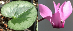 Cyclamen purpurascens