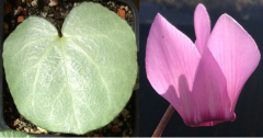 Cyclamen purpurascens