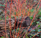 Cornus sanguinea Anny's Winter Orange