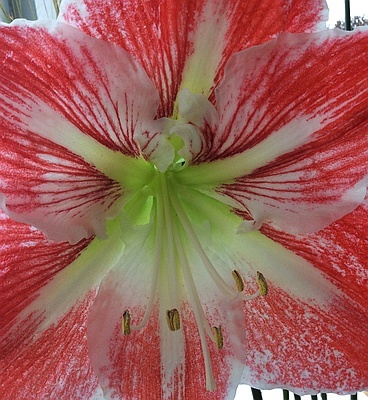 Hippeastrum