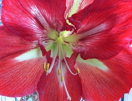 Hippeastrum