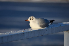 Lachmöve im ersten Winter