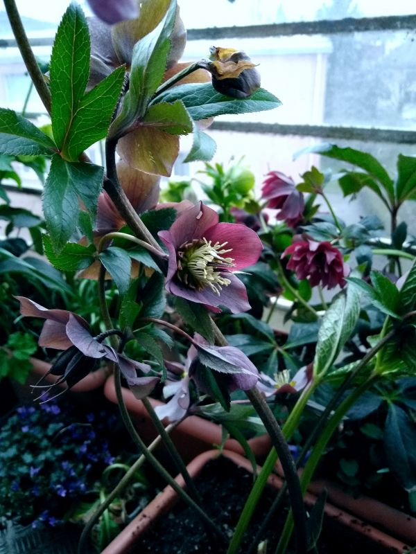 Helleborus Findelkind