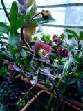 Helleborus Findelkind