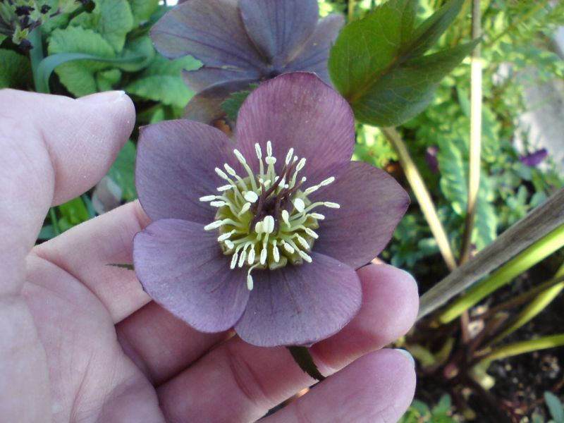 Helleborus Findelkind 2