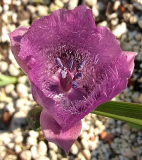 Calochortus tolmei