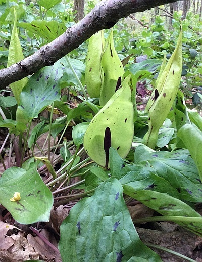 Arum maculatum