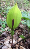 Arum maculatum