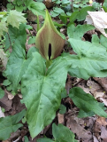 Arum maculatum