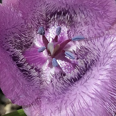 Calochortus tolmei