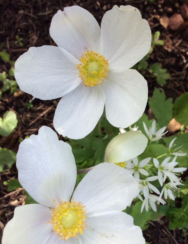 Anemone sylvestris