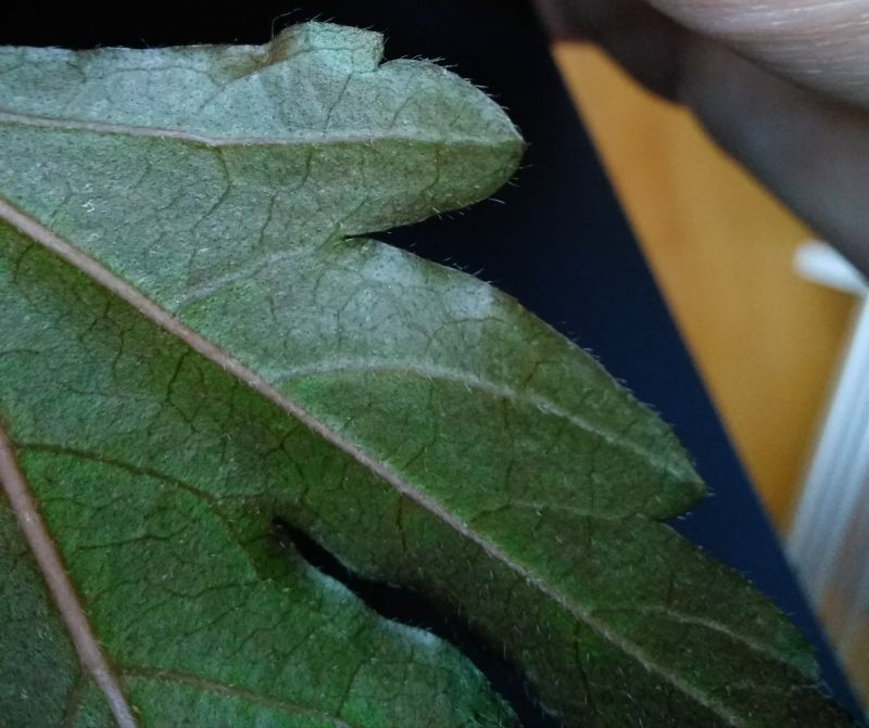 Hibiscus Blush Blattunterseite