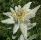 Leontopodium nivale (Pirin)