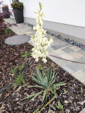 Yucca filamentosa 