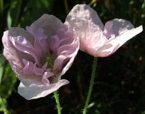 Mohn gefüllt