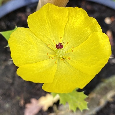 Stachelmohn