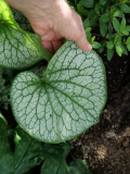 Brunnera alexander's great