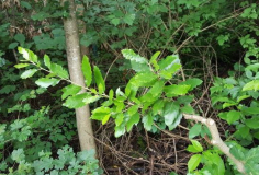 Quercus "Lucombeana"