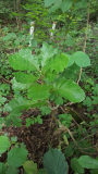 Quercus macrocarpa