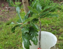 Quercus "Diversifolia"