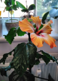 Hibiscus rosa sinensis Blush Blüte 1