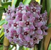 Hoya