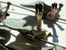 Ceropegia linearis subsp.woodii