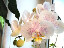 Phalaenopsis Punkterl