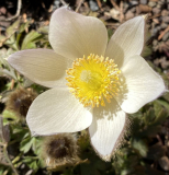 Pulsatilla vernalis