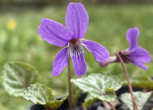 Viola selkirkii f. variegata