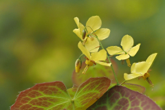 Epimedium