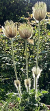 Pulsatilla vernalis