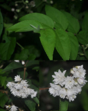 Deutzia scabra