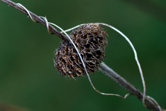 Phlomiswinde 1