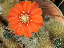 Rebutia ?