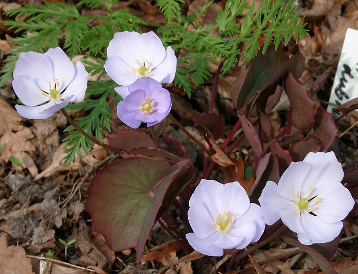 Jeffersonia dubia (= Plagiorhegma dubium Maxim.)