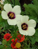 Hibiscus Cannabinus Spätblüte