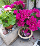 Bougainville und Apple Blossom